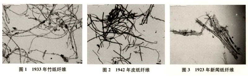竹紙、皮紙、新聞紙纖維圖譜